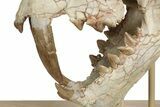 False Saber-Toothed Cat (Dinictis) Skull - South Dakota #236996-6